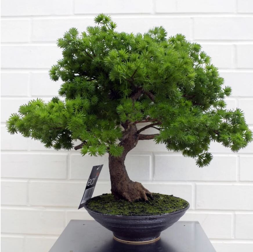 Vital Root product